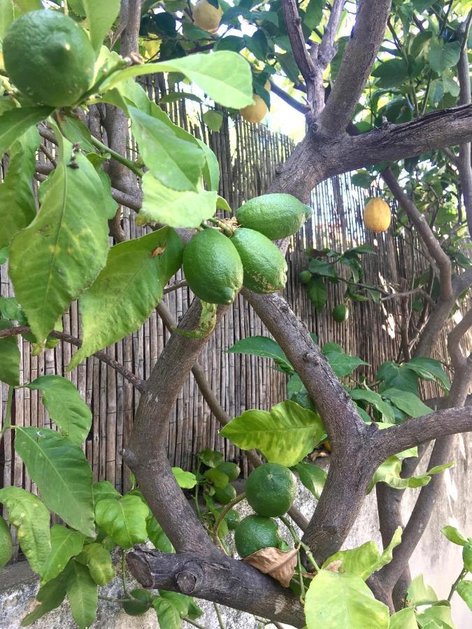 Dans Une Maison, Appartement Independant Et Jardin 페르피냥 외부 사진